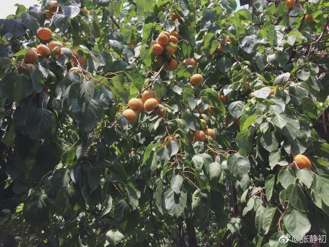 43岁女演员独居老房子家里全是破烂却是无数人理想中的家！(图27)